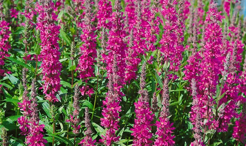 Lythrum salicaria 'Robin'