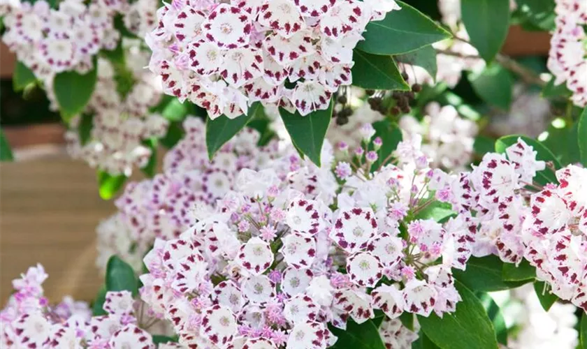 Kalmia latifolia 'Tiddlywinks'