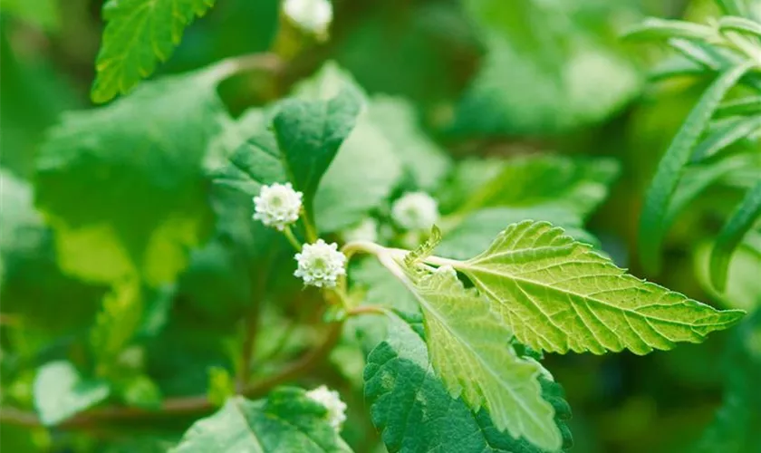 Lippia dulcis 'Colada'