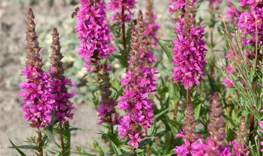 Lythrum salicaria 'The Beacon'