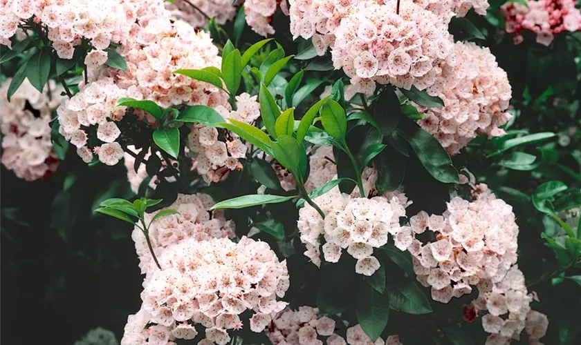 Kalmia latifolia 'Vanilla Cream'