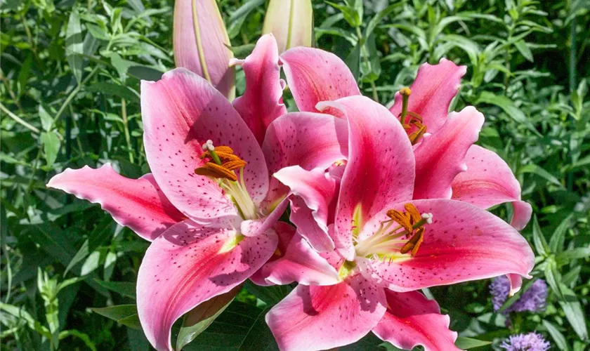 Lilium 'Curie'®