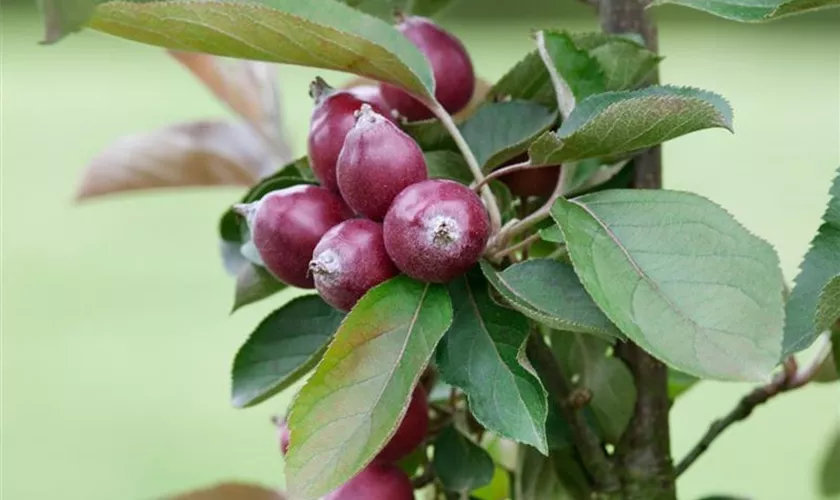 Zwergapfel 'Appletini'®