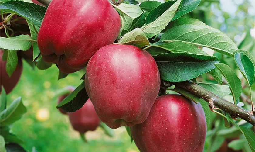 Malus domestica 'Ochsennase'