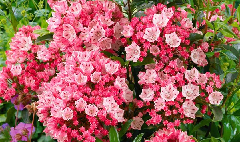 Kalmia latifolia 'Yankee Doodle'