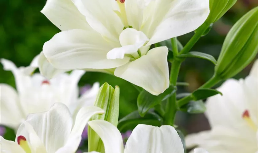 Lilium 'Annemaries Dream'