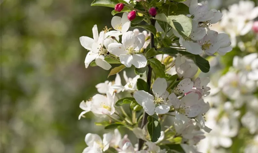 Zierapfel 'Beverly'