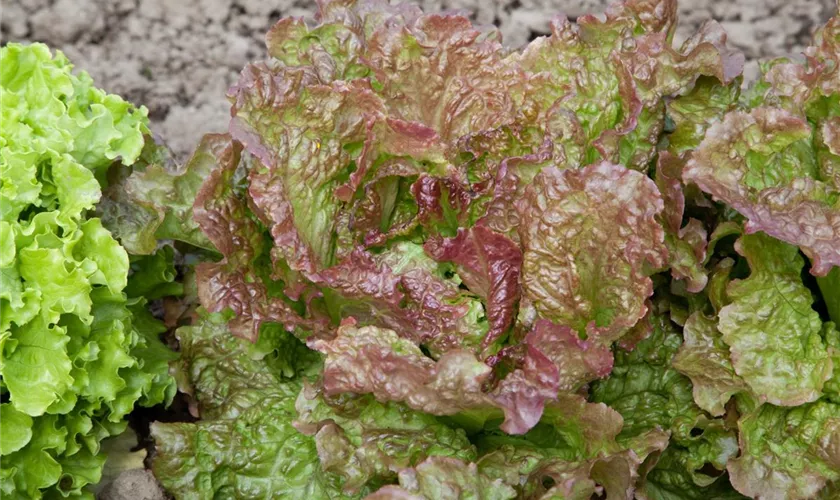 Lactuca sativa var. crispa 'Rouge Grenobloise'