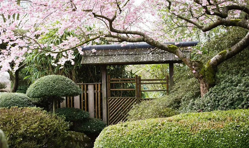 Prunus subhirtella 'Accolade', Stamm