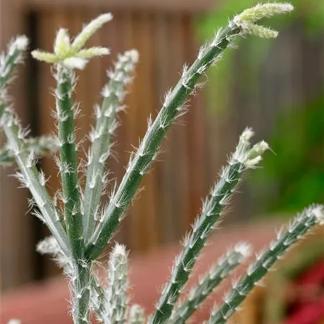 Rhipsalis clavata