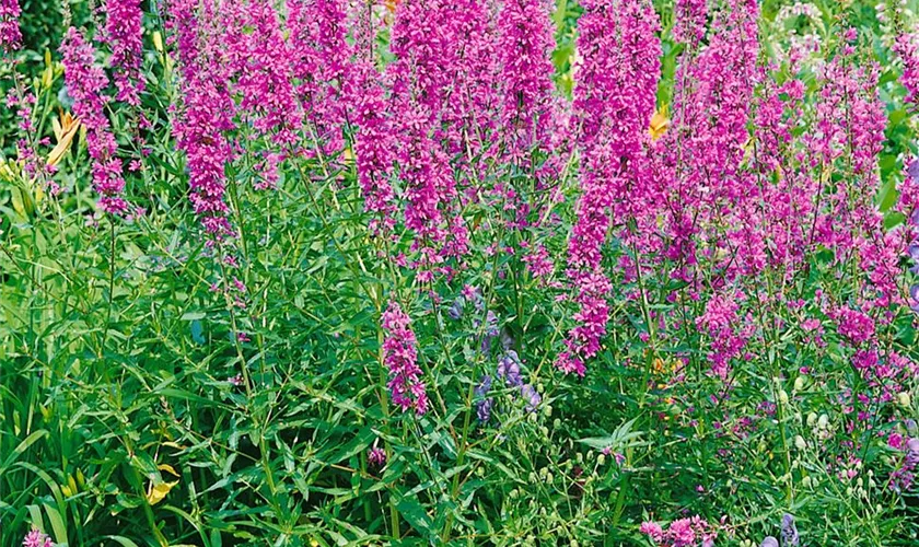 Lythrum virgatum 'Dropmore Purple'