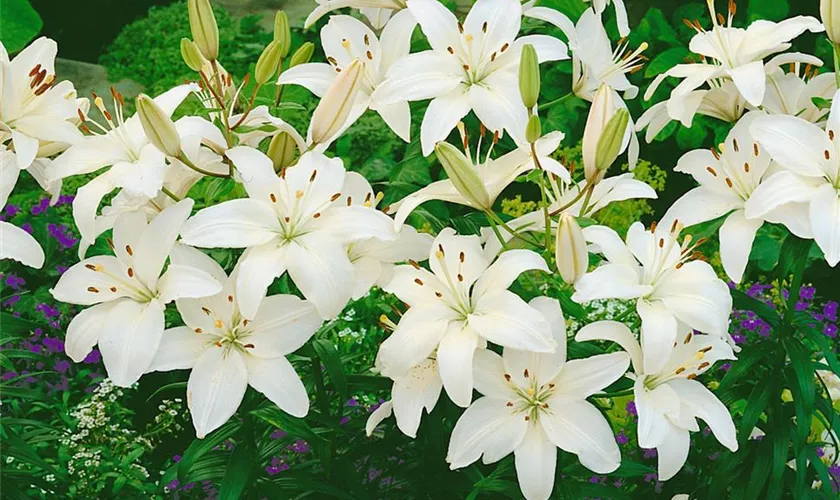 Lilium 'Straßburg'