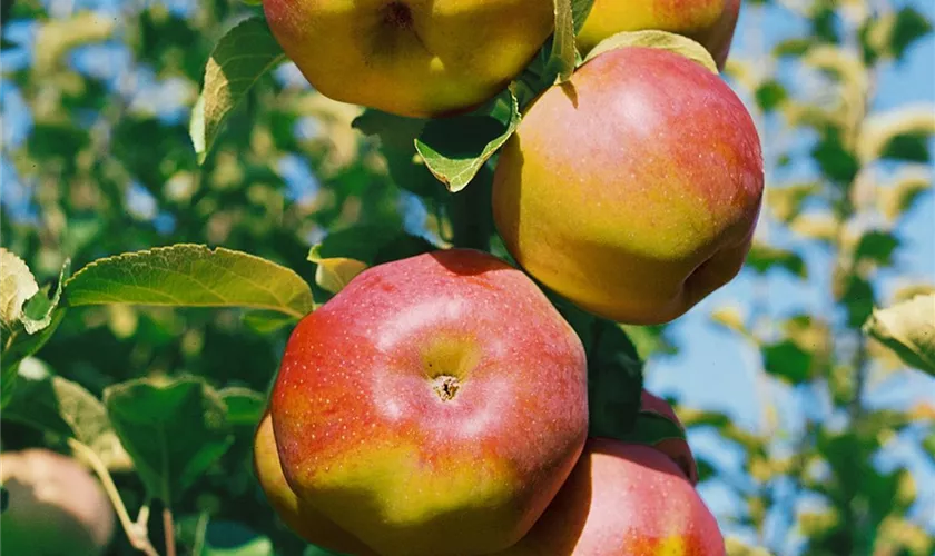 Malus domestica 'Ontario', Spalier