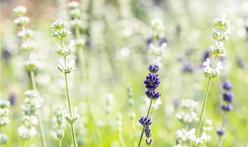 Lavandula angustifolia 'Aromance'