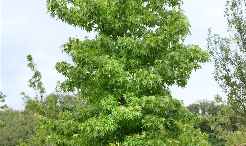 Liquidambar orientalis