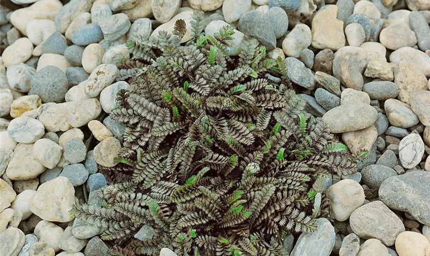 Leptinella squalida 'Platt´s Black'