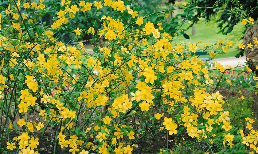 Gelbbunter Ranunkelstrauch 'Golden Guinea'