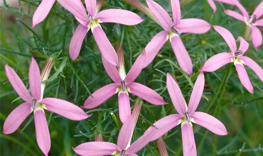 Isotoma axillaris 'Pink Stars'