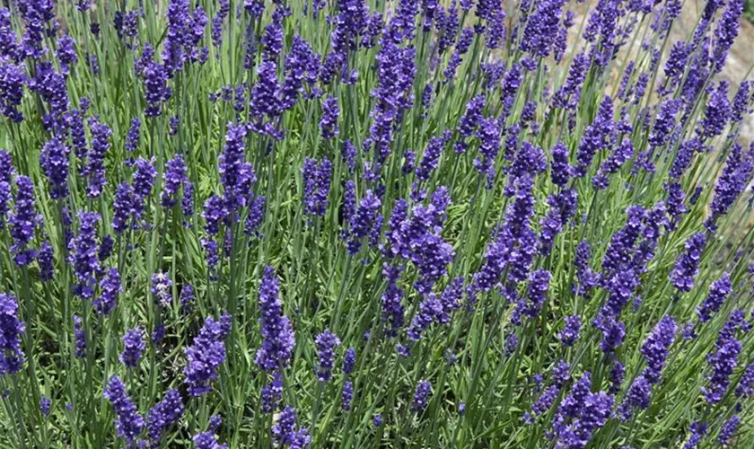 Lavandula angustifolia 'Blue River'®