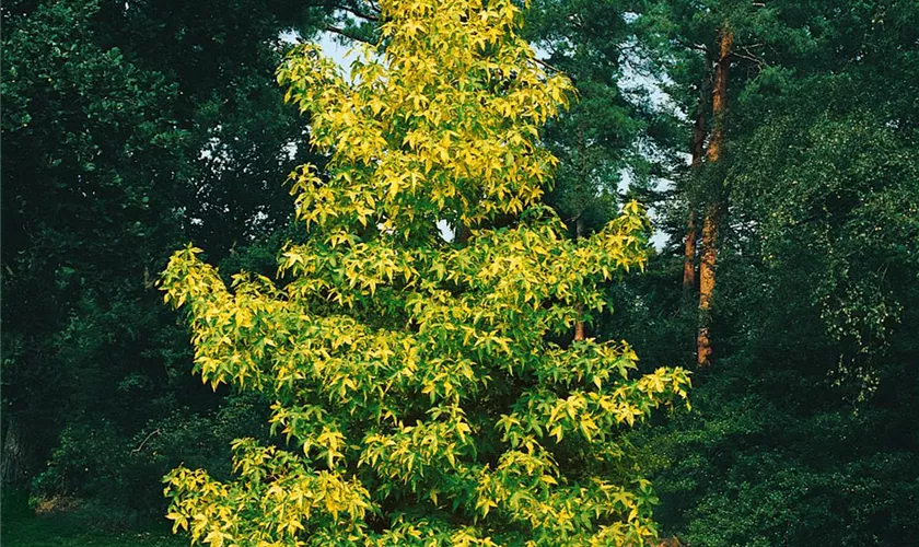 Liquidambar styraciflua 'Aurea', Stamm