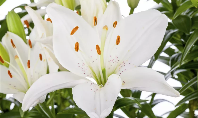 Lilium 'Belém'®