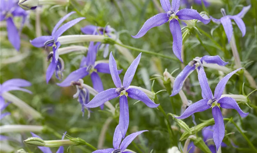 Isotoma fluviatilis