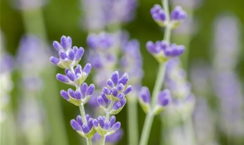 Lavandula angustifolia 'Bowles Early'