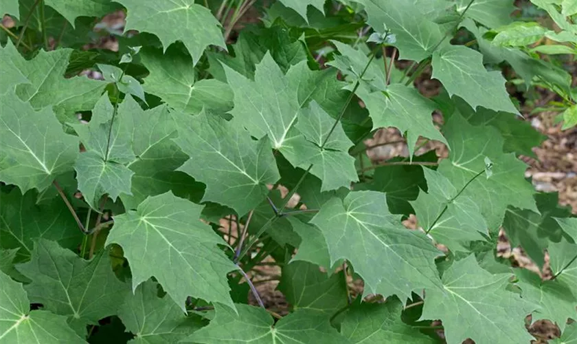 Kirengeshoma palmata