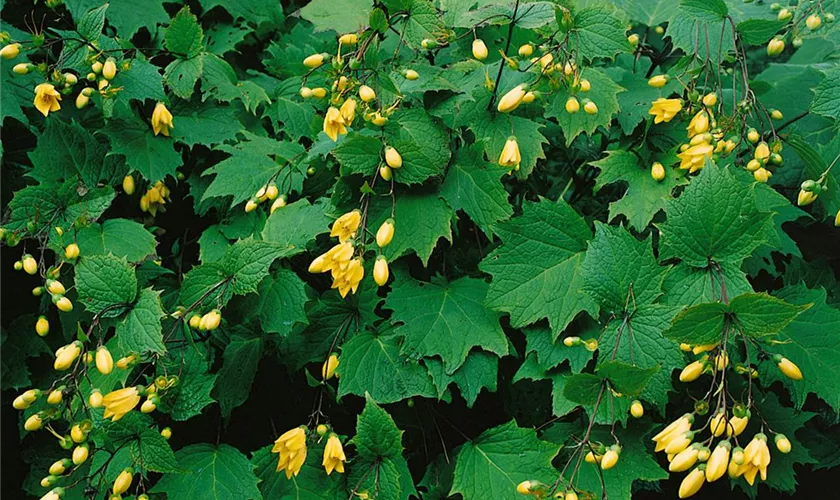 Kirengeshoma palmata 'Black Style'