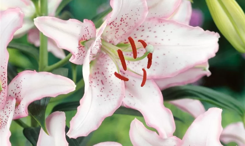 Lilium 'Brasilia'