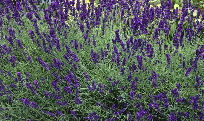 Lavandula angustifolia 'Siesta'