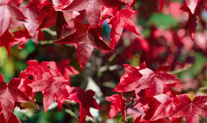 Liquidambar styraciflua 'Lane Roberts'