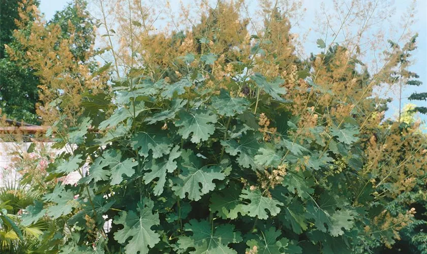 Macleaya cordata var. yedonensis