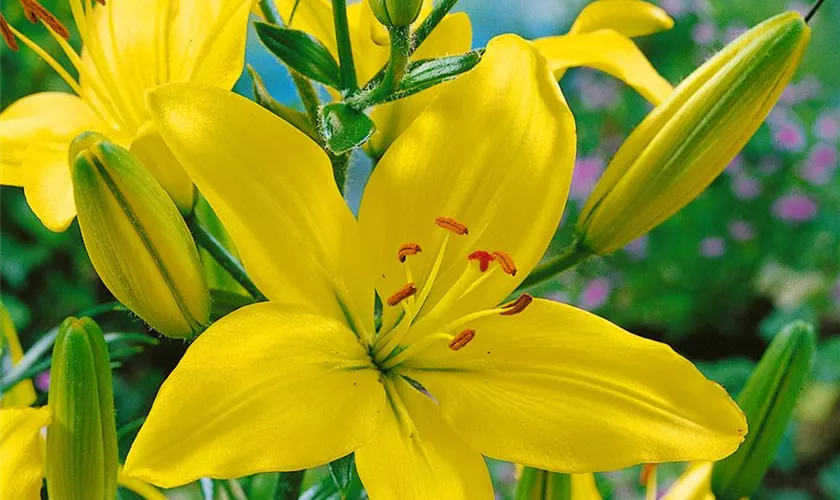 Lilium 'Butter Pixie'