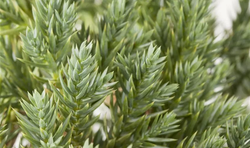 Juniperus squamata 'Blue Star'