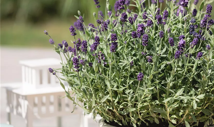 Zwergiger Garten-Lavendel 'Dwarf Blue'