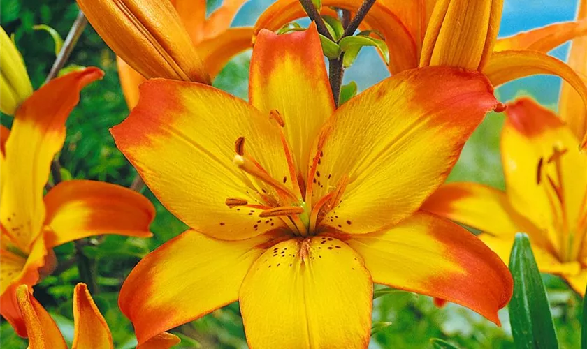 Lilium 'Cancun'