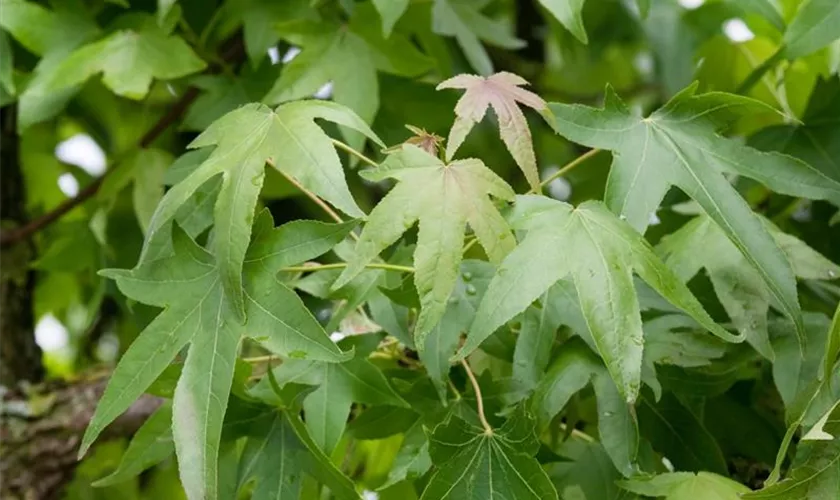 Liquidambar styraciflua 'Pendula', Stamm