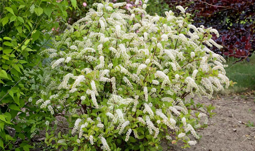 Itea virginica