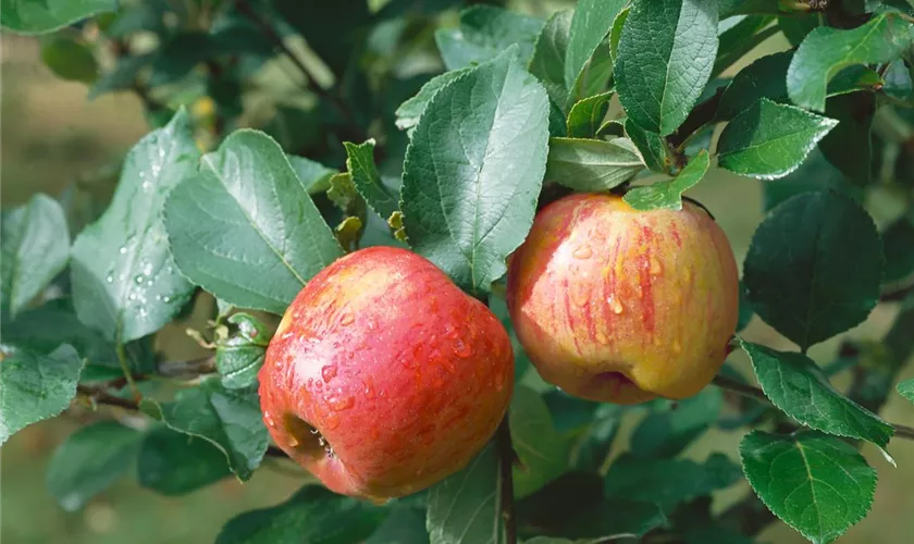 Malus domestica 'Adams Pearmain'