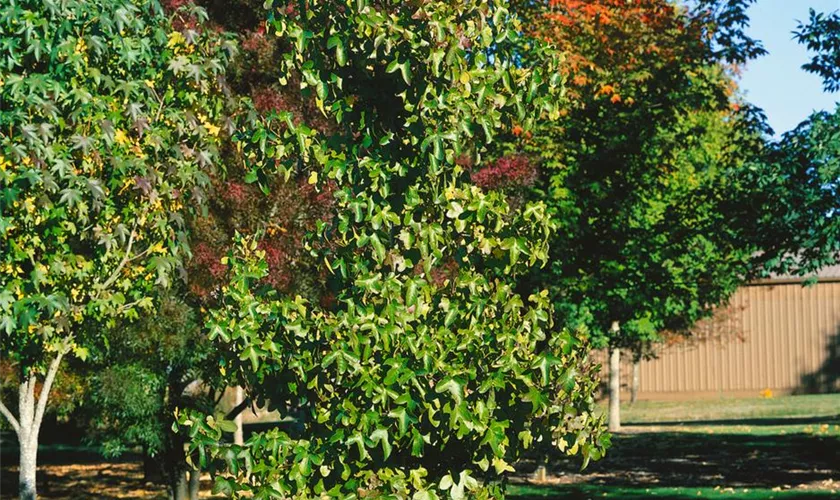 Liquidambar styraciflua 'Rotundiloba'