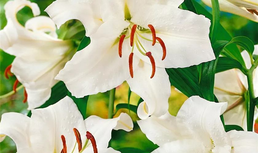 Lilium 'Casablanca'