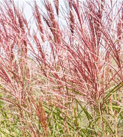 Ziergräser im Garten sind vielfältig einsetzbar 