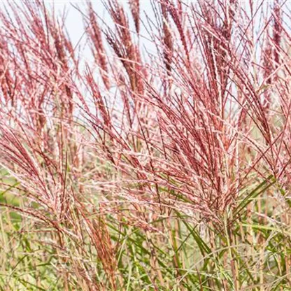 Ziergräser im Garten sind vielfältig einsetzbar 