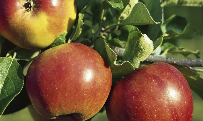 Malus domestica 'Akane'