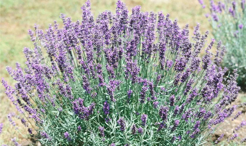 Lavandula angustifolia 'Felice'