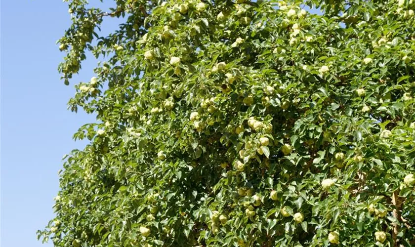 Maclura pomifera, Stamm