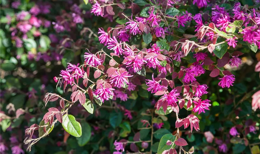 Riemenblüte 'Sizzling Pink'