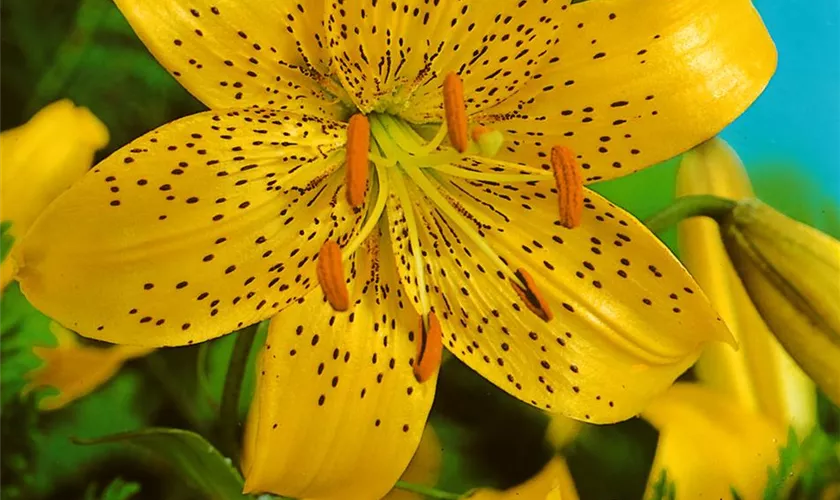 Lilium 'Citronella'