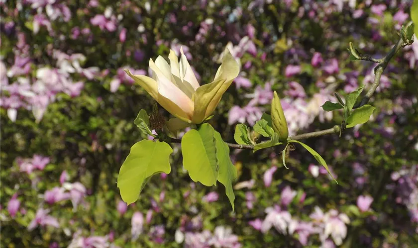 Magnolia acuminata